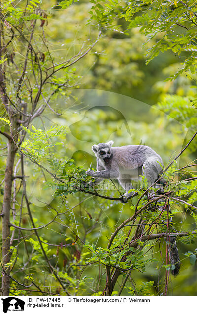 Katta / ring-tailed lemur / PW-17445