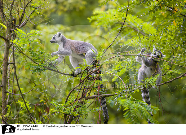Kattas / ring-tailed lemur / PW-17446