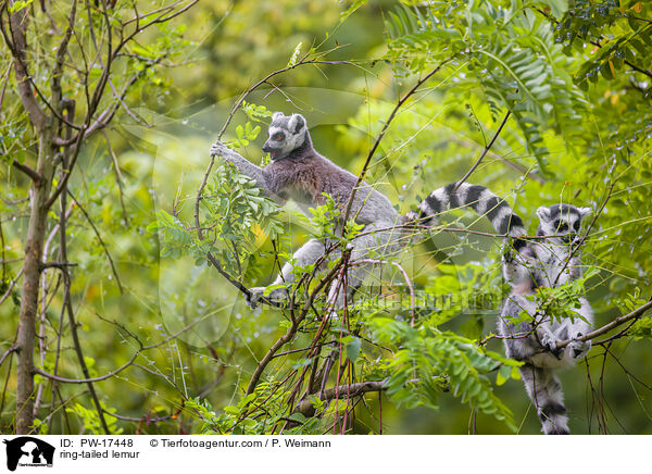 ring-tailed lemur / PW-17448