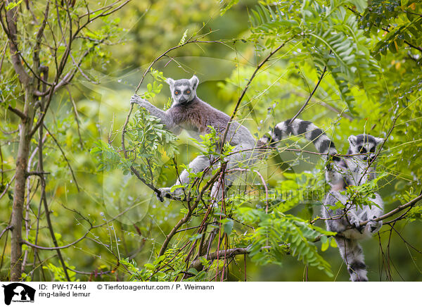 ring-tailed lemur / PW-17449
