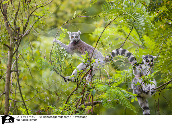ring-tailed lemur / PW-17450