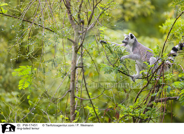 ring-tailed lemur / PW-17451