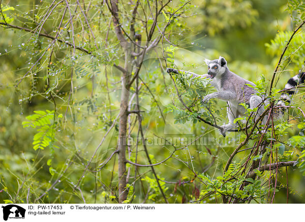 ring-tailed lemur / PW-17453