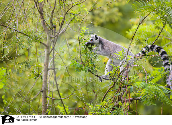 Katta / ring-tailed lemur / PW-17454