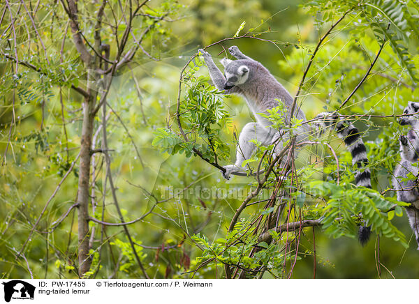 Kattas / ring-tailed lemur / PW-17455
