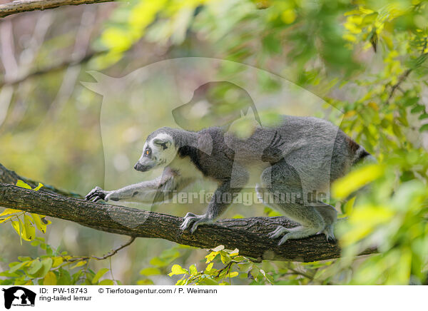 Katta / ring-tailed lemur / PW-18743
