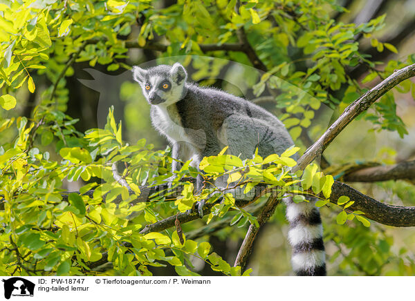 Katta / ring-tailed lemur / PW-18747