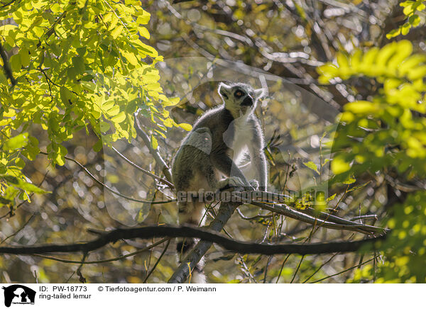 Katta / ring-tailed lemur / PW-18773