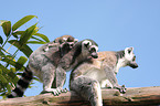 ring-tailed lemur