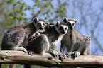 ring-tailed lemur