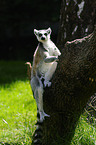 ring-tailed lemur