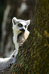 ring-tailed lemur