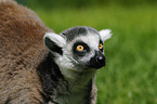 ring-tailed lemur