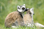 ring-tailed lemurs