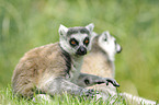 ring-tailed lemurs