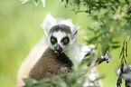 ring-tailed lemur