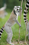 ring-tailed lemur