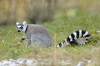 ring-tailed Lemur