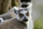 ring-tailed Lemur