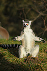 ring-tailed Lemur