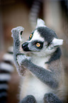 ring-tailed Lemur