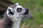 ring-tailed lemur