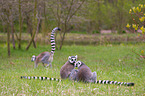 ring-tailed lemur