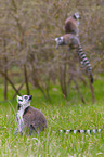 ring-tailed lemur