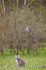 ring-tailed lemur