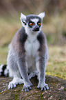 ring-tailed lemur