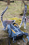 ring-tailed lemurs