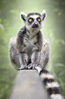 sitting Ring-tailed Lemur
