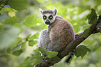sitting Ring-tailed Lemur