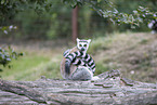 Ring-tailed Lemur at the zoo