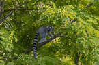 standing Ring-tailed Lemur
