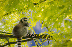 ring-tailed lemurs