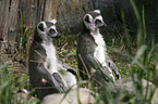 Ring-tailed Lemurs