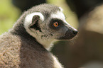 Ring-tailed Lemur portrait