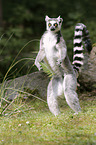 standing Ring-tailed Lemur