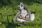 Ring-tailed Lemurs