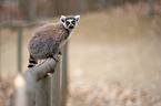 Ring-tailed Lemur