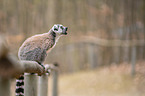 Ring-tailed Lemur