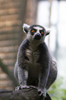 ring-tailed lemur