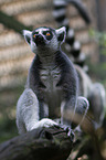 ring-tailed lemur