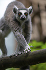 ring-tailed lemur