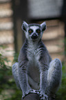 ring-tailed lemur