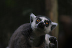 ring-tailed lemur