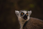 ring-tailed Lemur