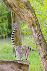 ring-tailed lemurs