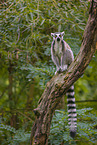 ring-tailed lemur